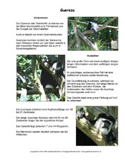 Guereza-Steckbrief.pdf